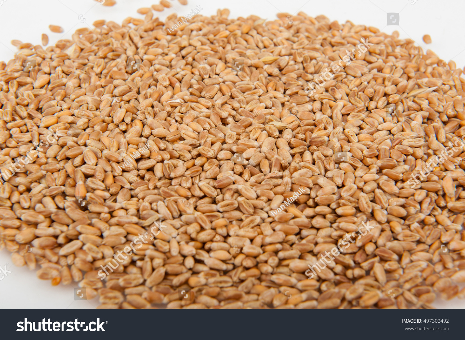 wheat #497302492