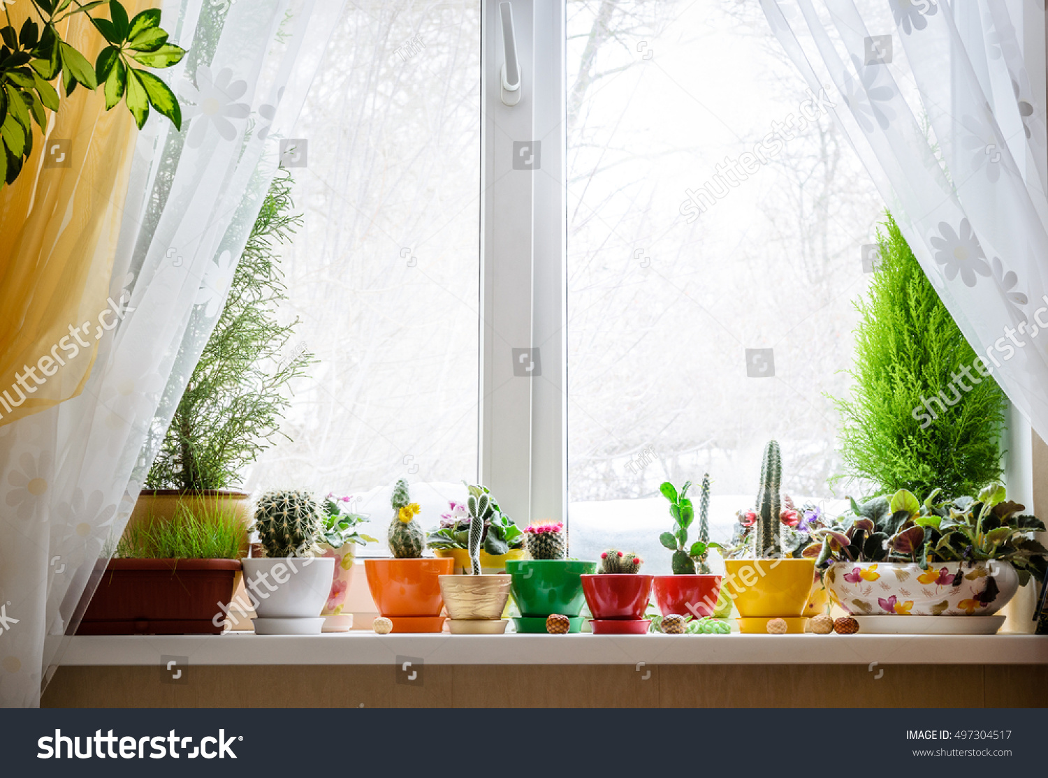 House plants on window #497304517