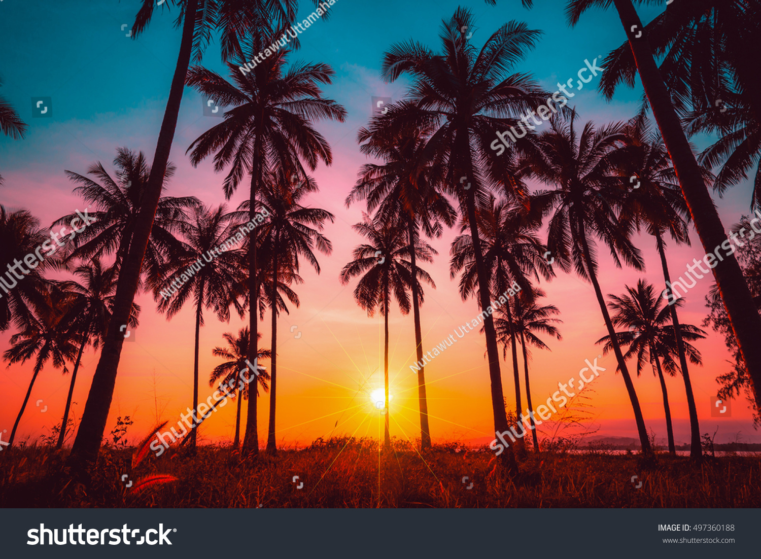 Silhouette coconut palm trees on beach at sunset. Vintage tone. #497360188