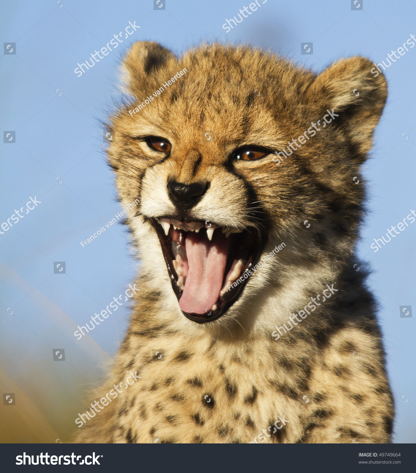 Cheetah cub yawning #49749664