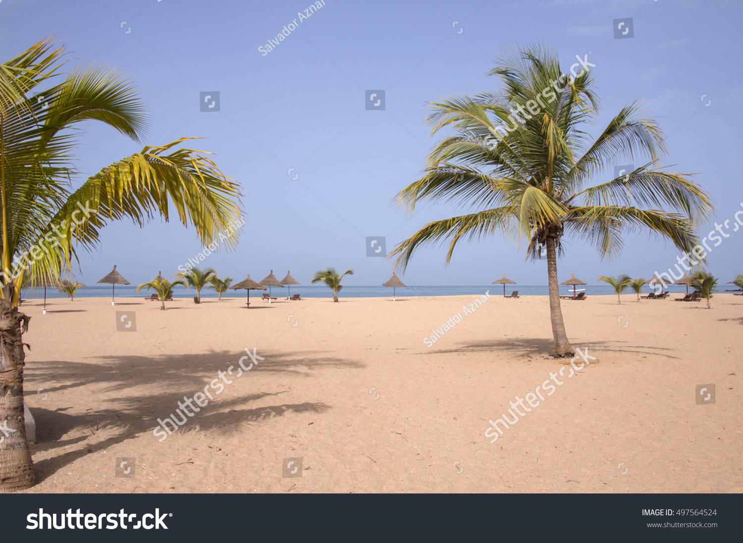 Palm trees on one of the beaches of Saly, in the coastal region of Mbour, Senegal #497564524