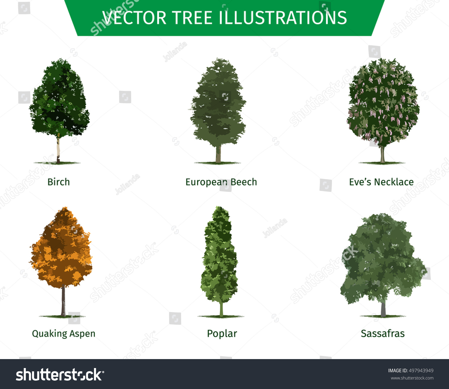 Different tree sorts with names. Illustrations - Royalty Free Stock ...