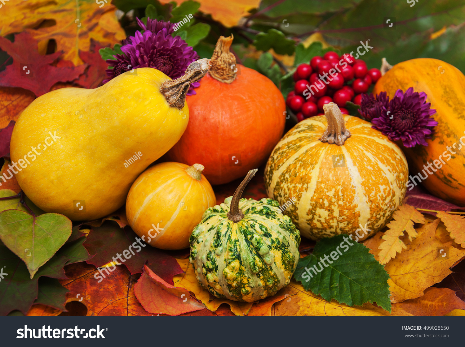 Pumpkins on the background with  autumn  leaves  #499028650