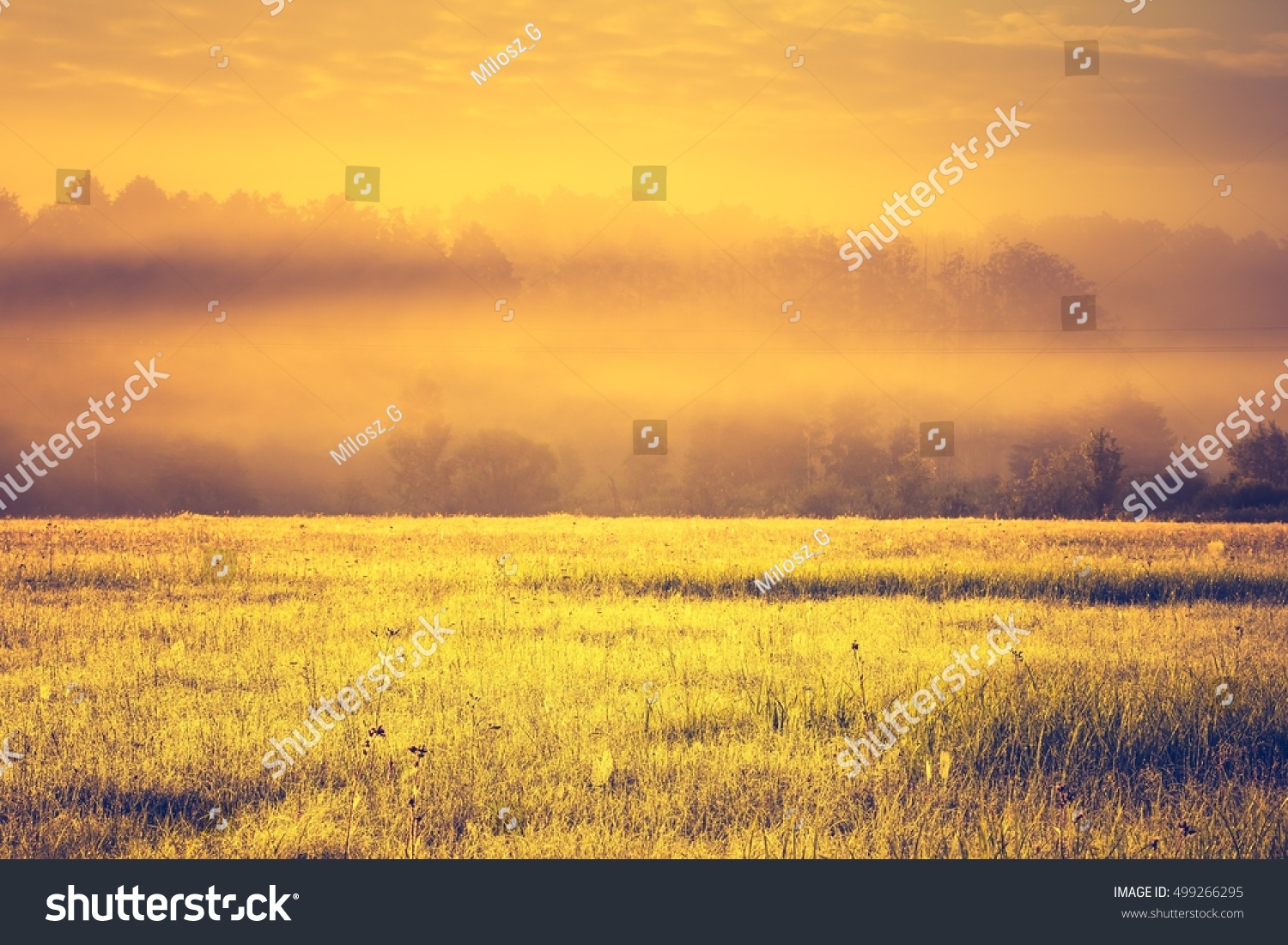 Vintage photo of vibrant landscape with foggy meadow in Poland. Countryside with wild foggy meadow. #499266295