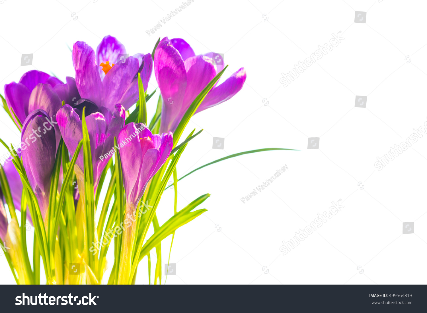 First spring flowers - bouquet of purple crocuses isolated on white background with copyspace #499564813