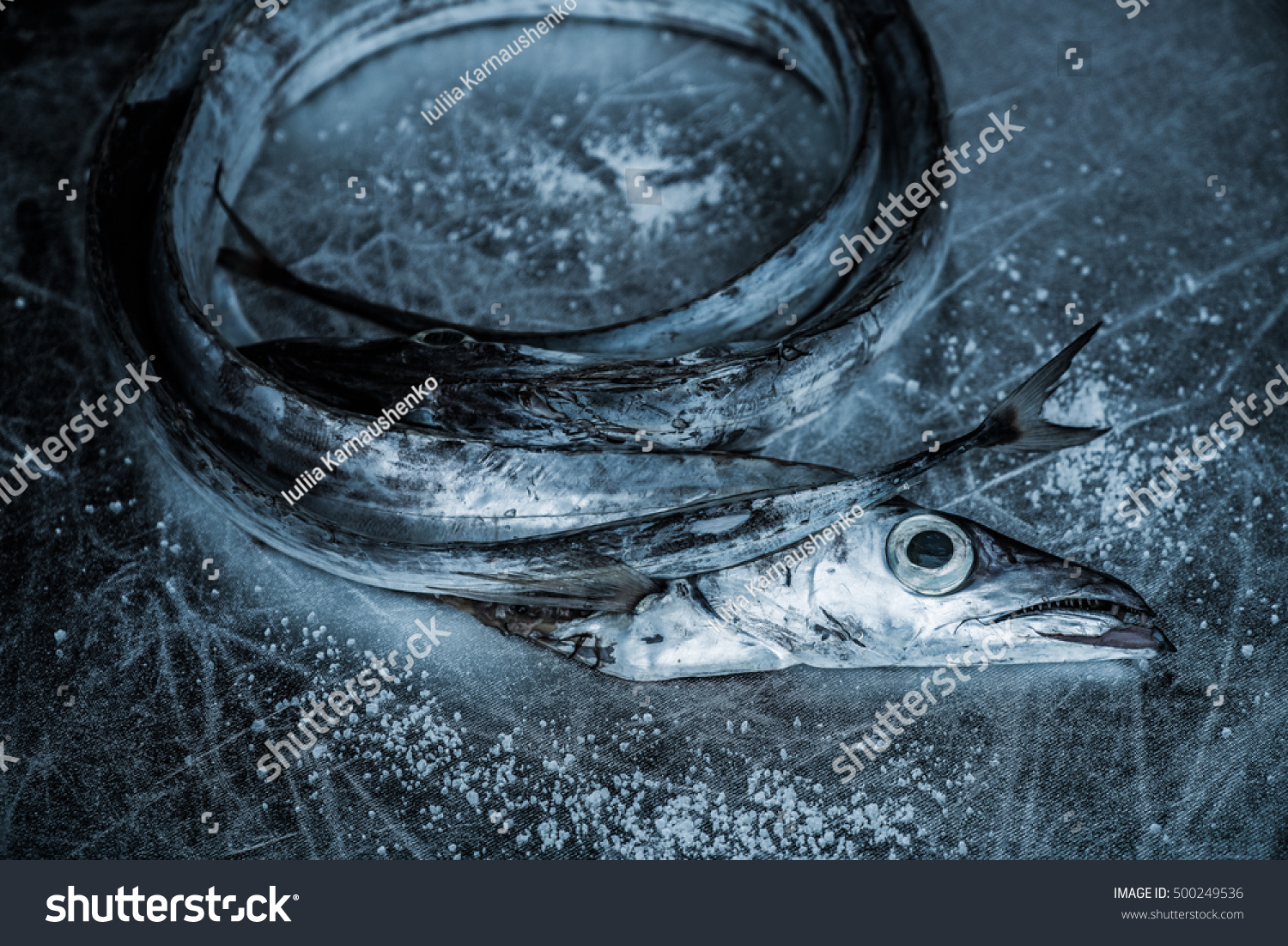 Silver Scabbardfish Lepidopus Caudatus Iis A Royalty Free Stock Photo Avopix Com