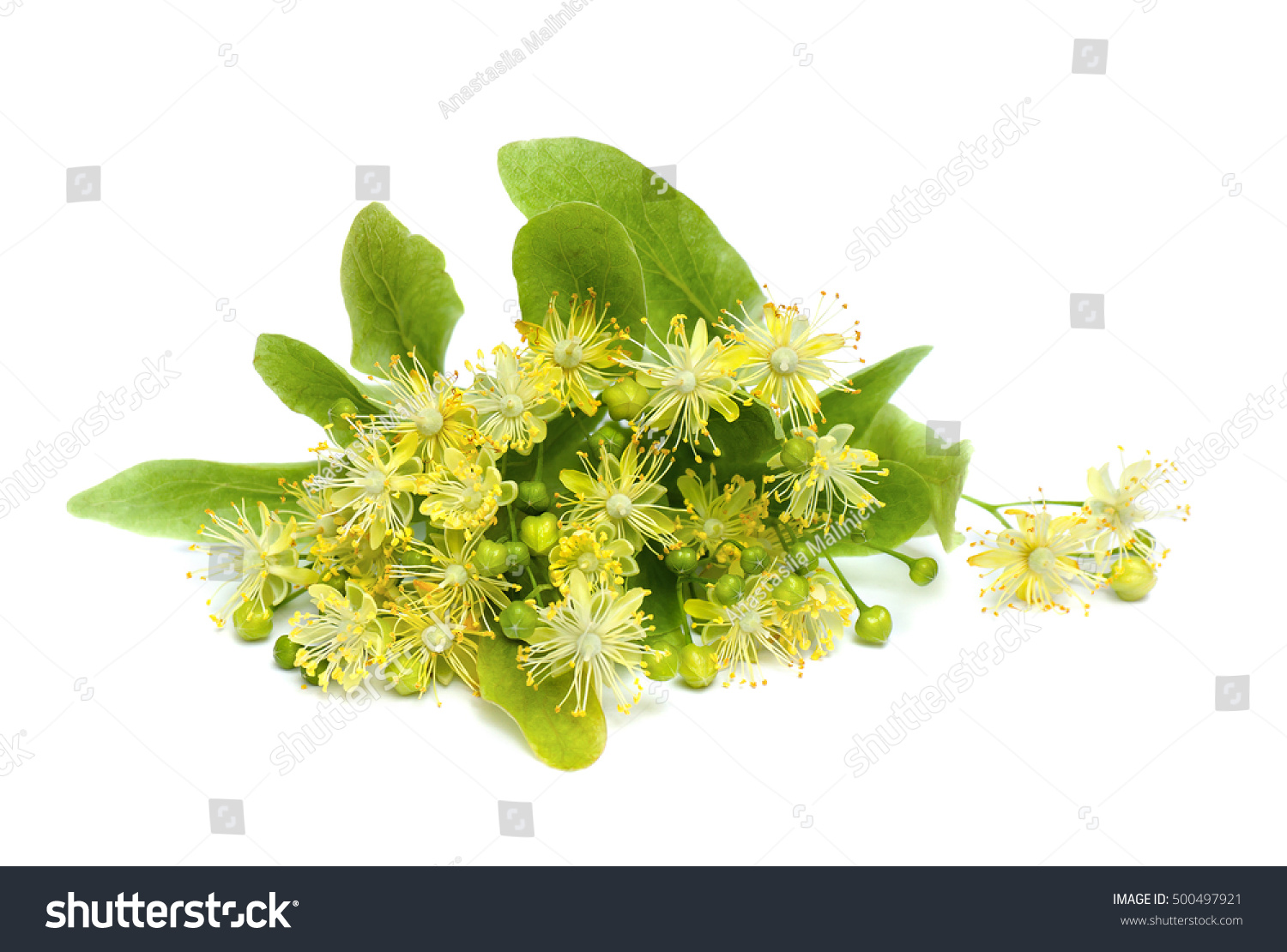 Bloom with bract Tilia (Other names: linden, basswood) on a white background #500497921