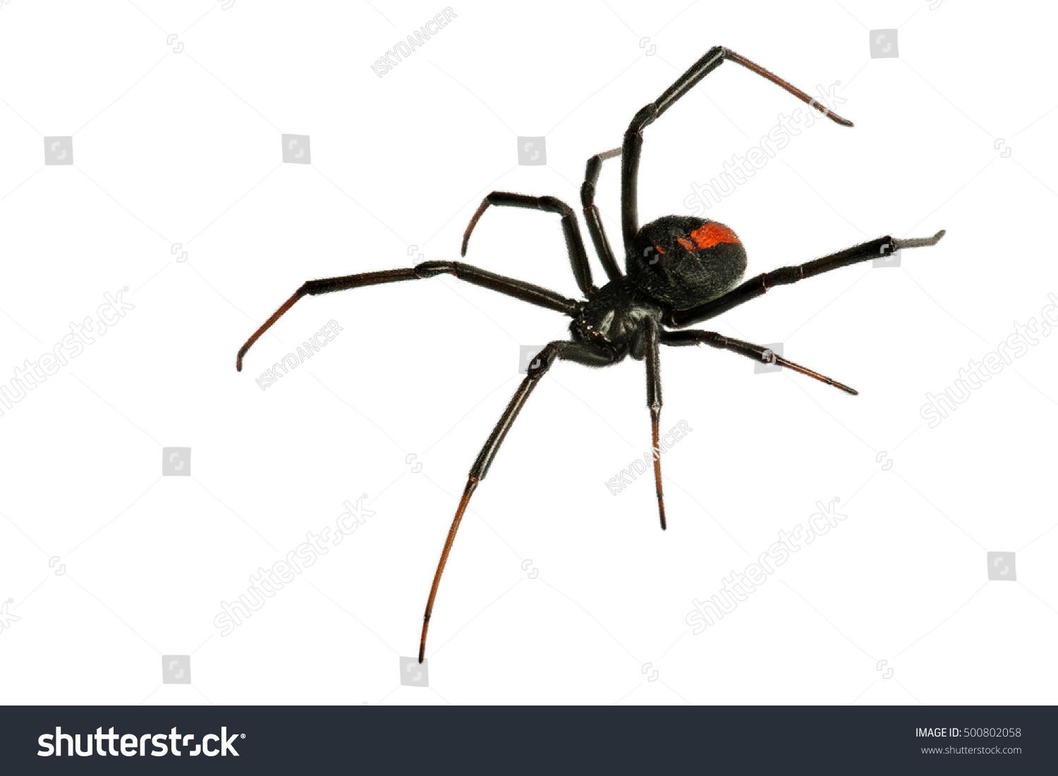 Black Widow Spider / red back spider Isolated on White Background deep focus #500802058