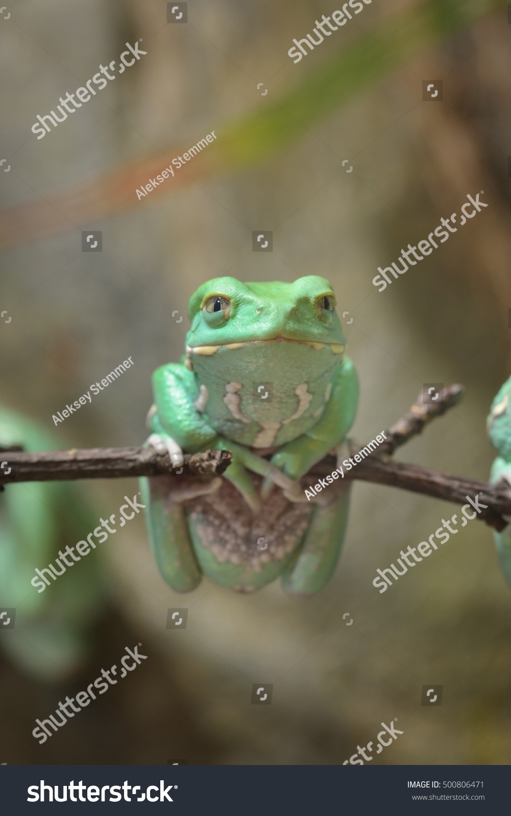 Waxy monkey leaf frog (Phyllomedusa sauvagii) in natural rainforest environment on a branch. Colorful bright green tropical frog. #500806471