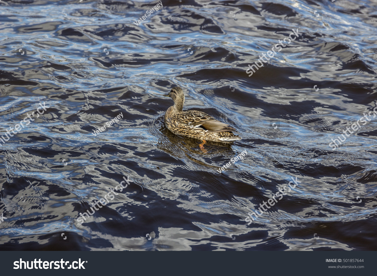 ducks on the water #501857644