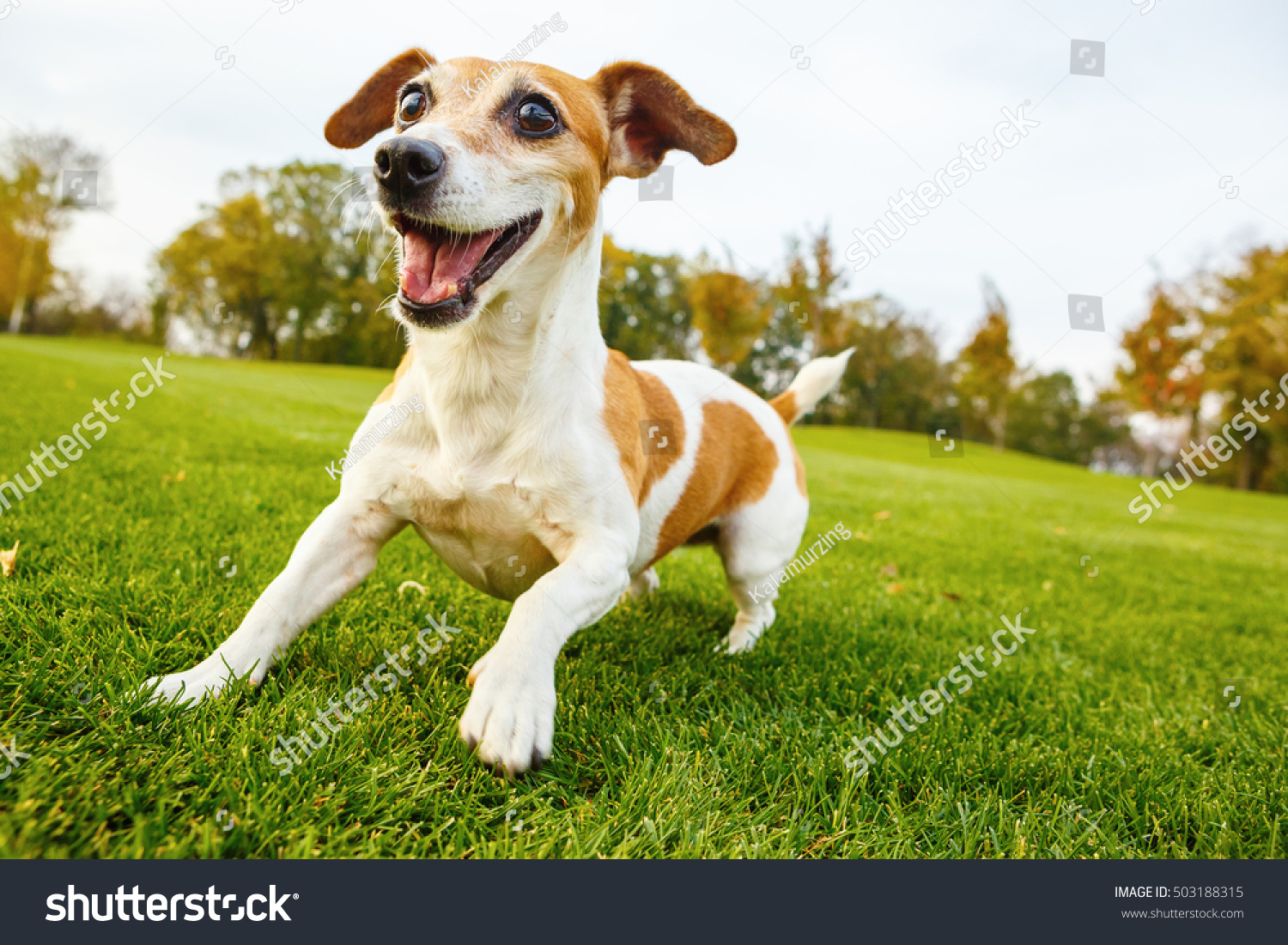 Active frisky small pet playing dancing on the grass. Smiling cute Jack russell terrier in the dynamic pose in the movement.   series of photos #503188315