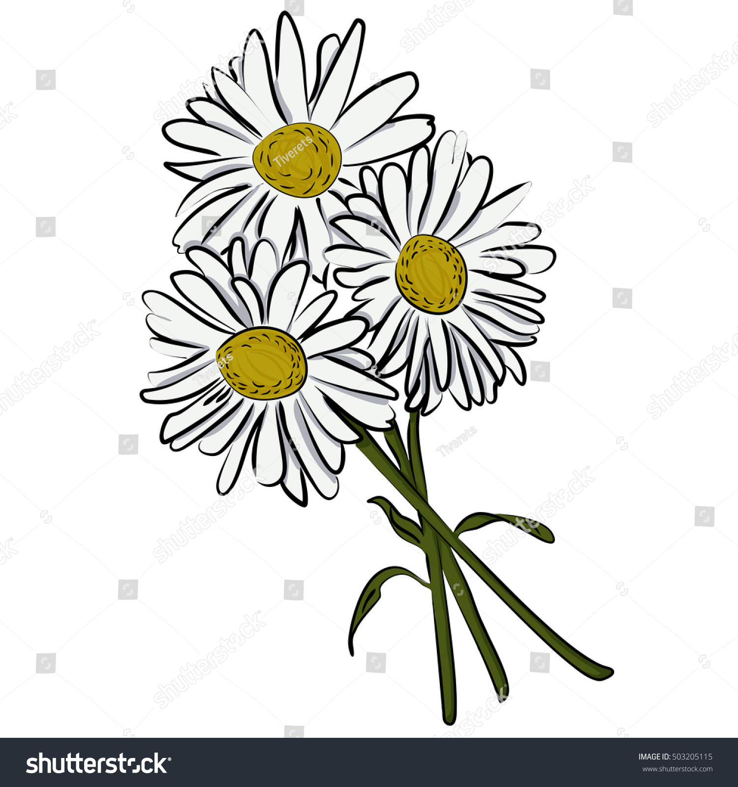 illustration of camomile flower Hand drawn - Royalty Free Stock Photo ...