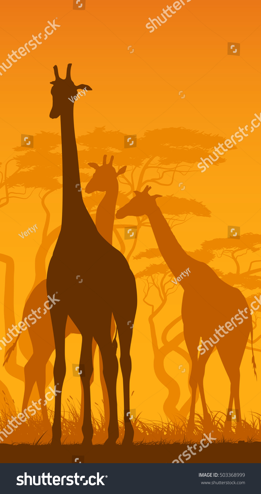 Vertical vector illustration of wild giraffes in African savanna with trees. #503368999