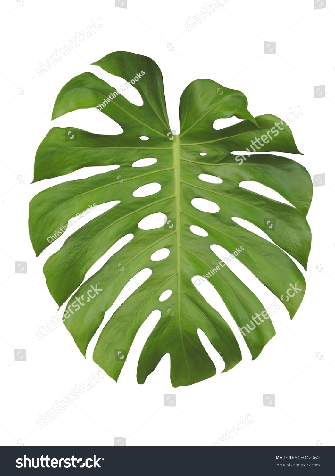 Monstera large green jungle leaf isolated on white background #505042960