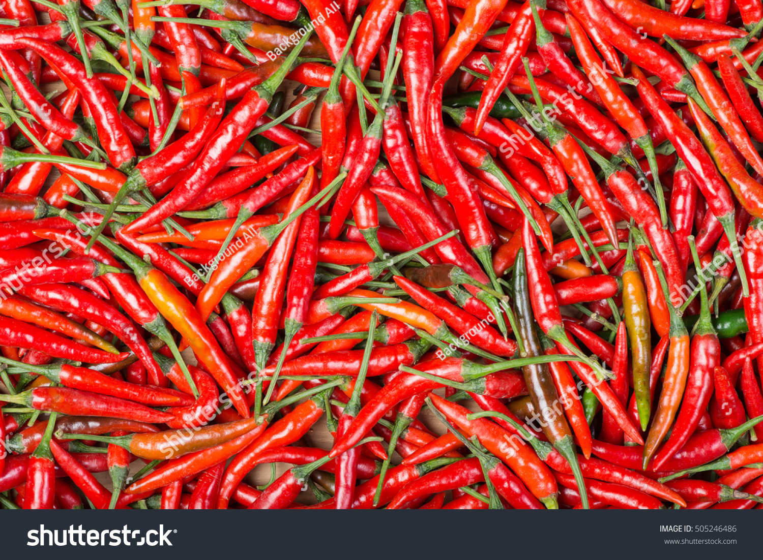 red chilli background #505246486