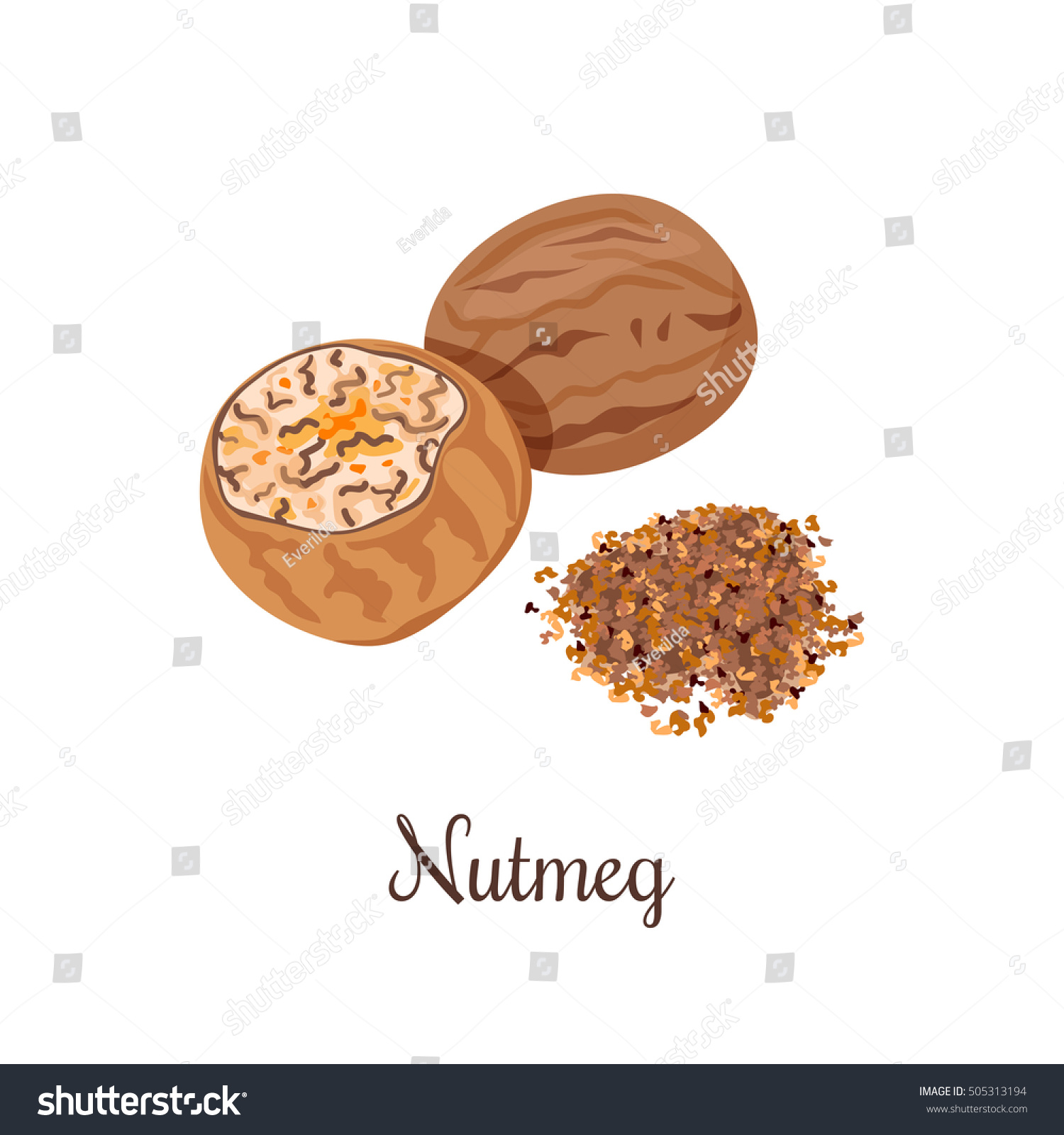 Nutmeg whole and crushed powder. Spices isolated on white background. Vector illustration. Can be used for package, prints, wrapping, menu, price tag, label, healthy brochure, organic. As logo, symbol #505313194