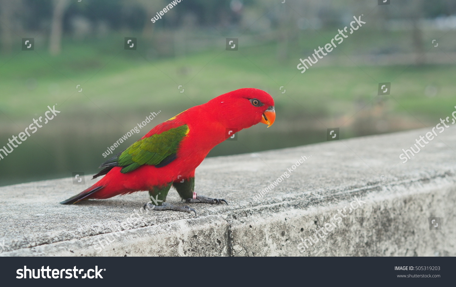 Red parrot .Lory parrot. #505319203