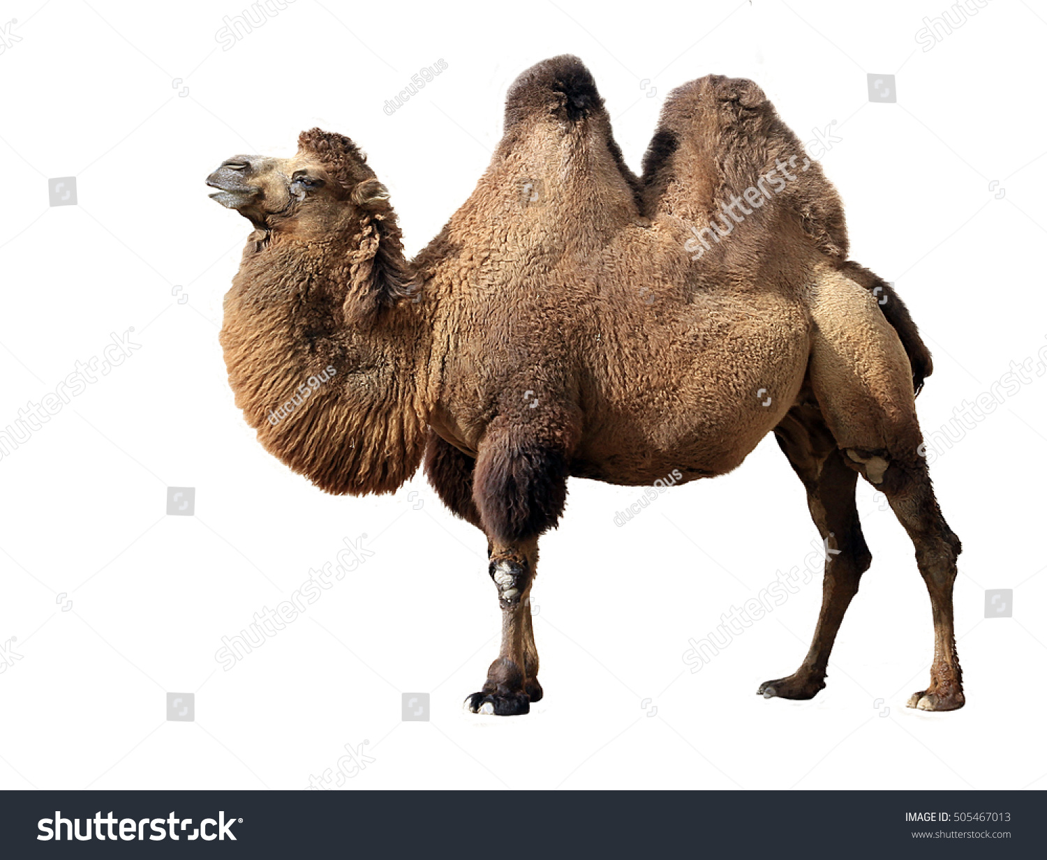 Bactrian camel on white background #505467013