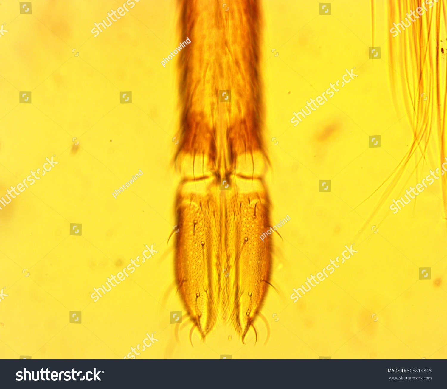 Anopheles mosquito (Anopheles sp.) proboscis - permanent slide plate under high magnification #505814848