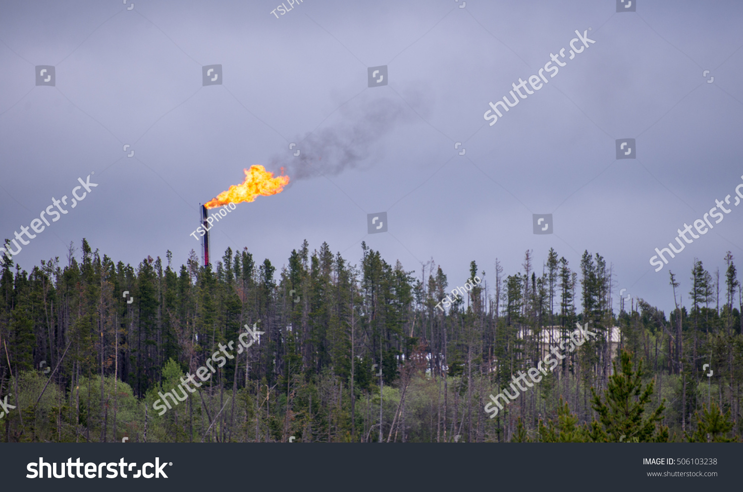Flare stack with flames above treeline in oilfield #506103238