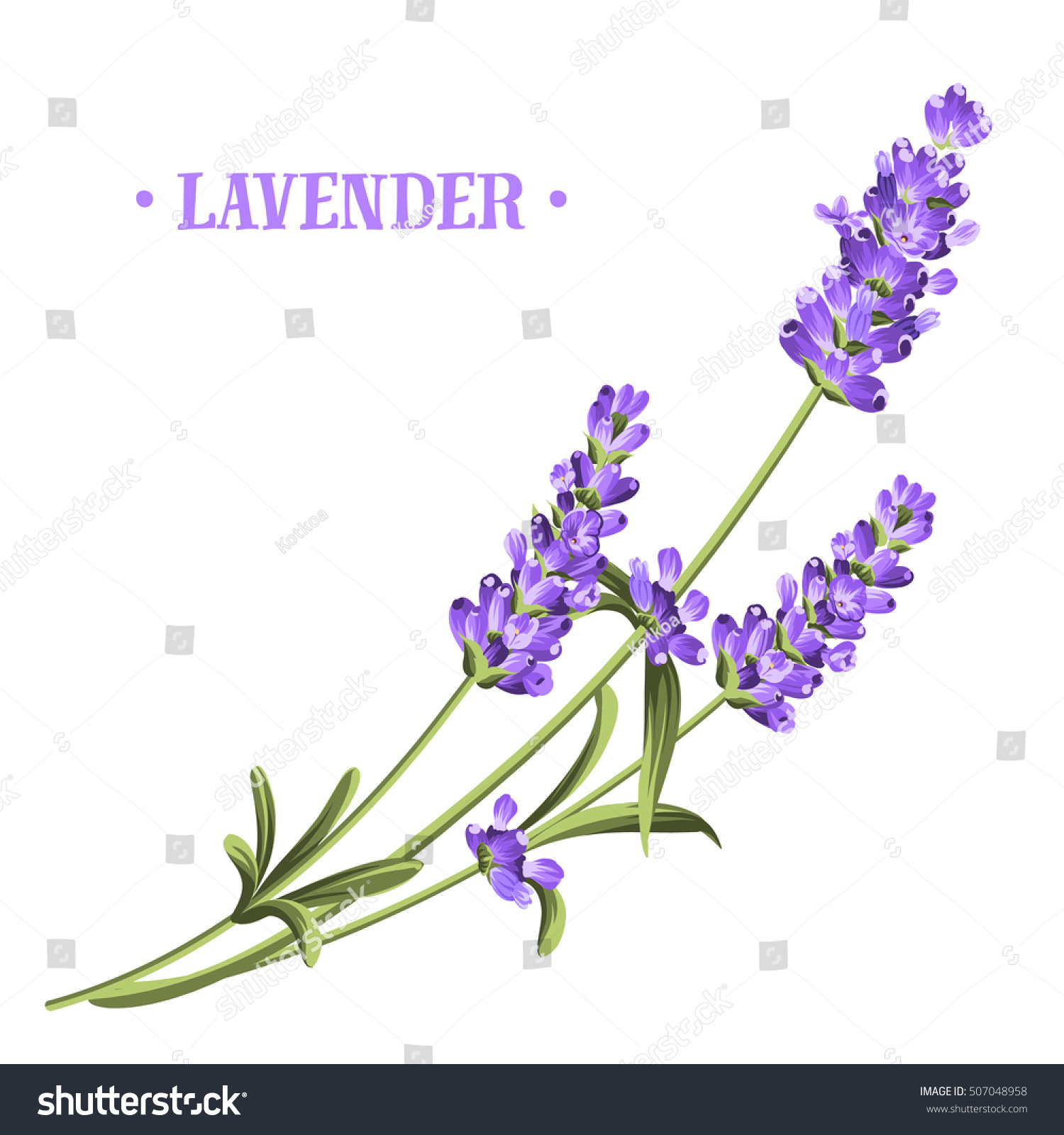 Bunch of lavender flowers on a white background. #507048958