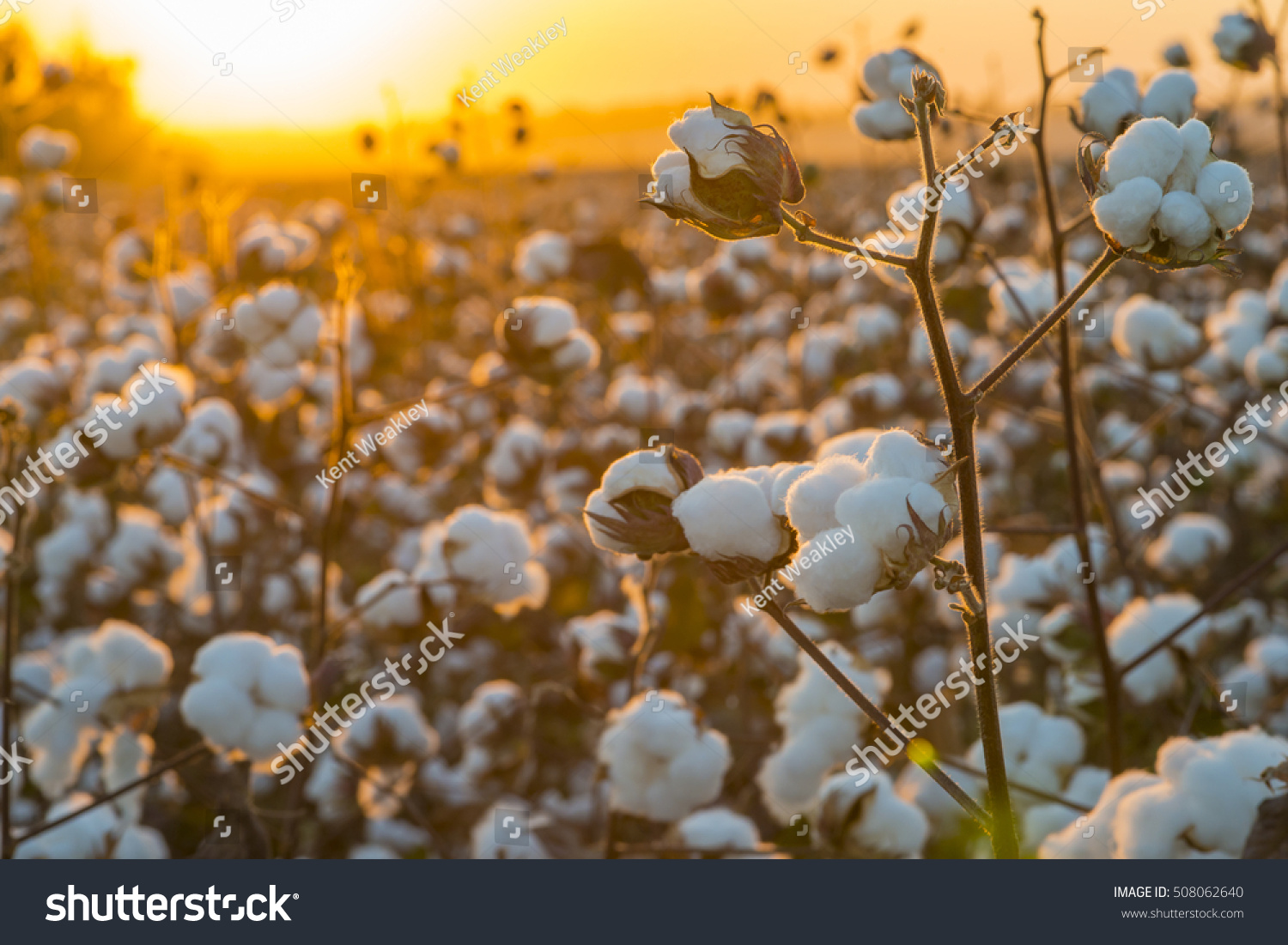 Cotton field background ready for harvest under a golden sunset macro close ups of plants 
 #508062640