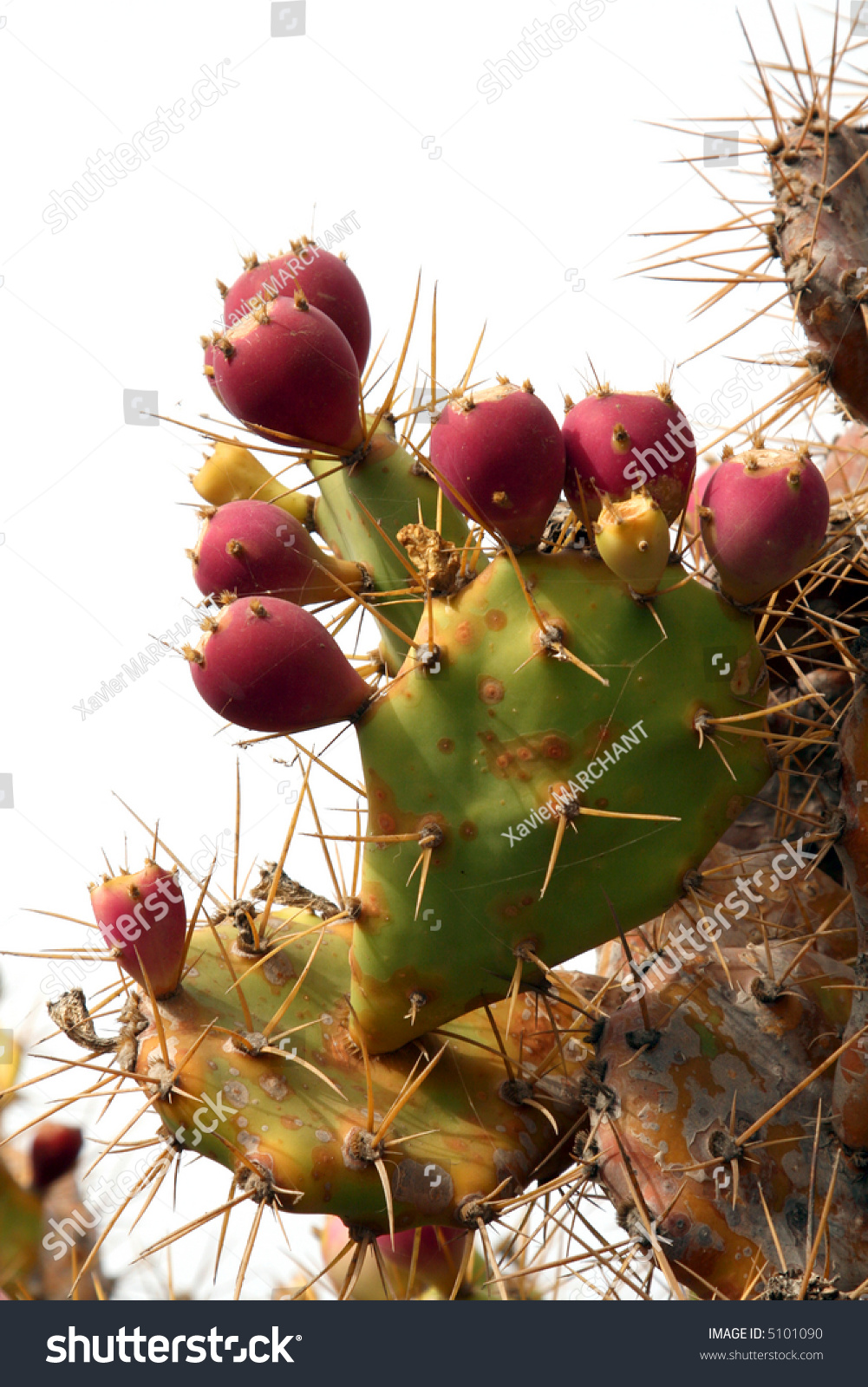 big red cactus fruits on a leaf #5101090