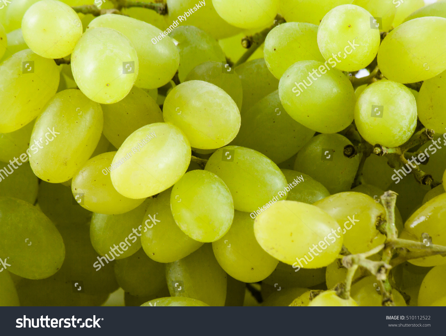 Green fresh ripe grapes close up. Nature background #510112522