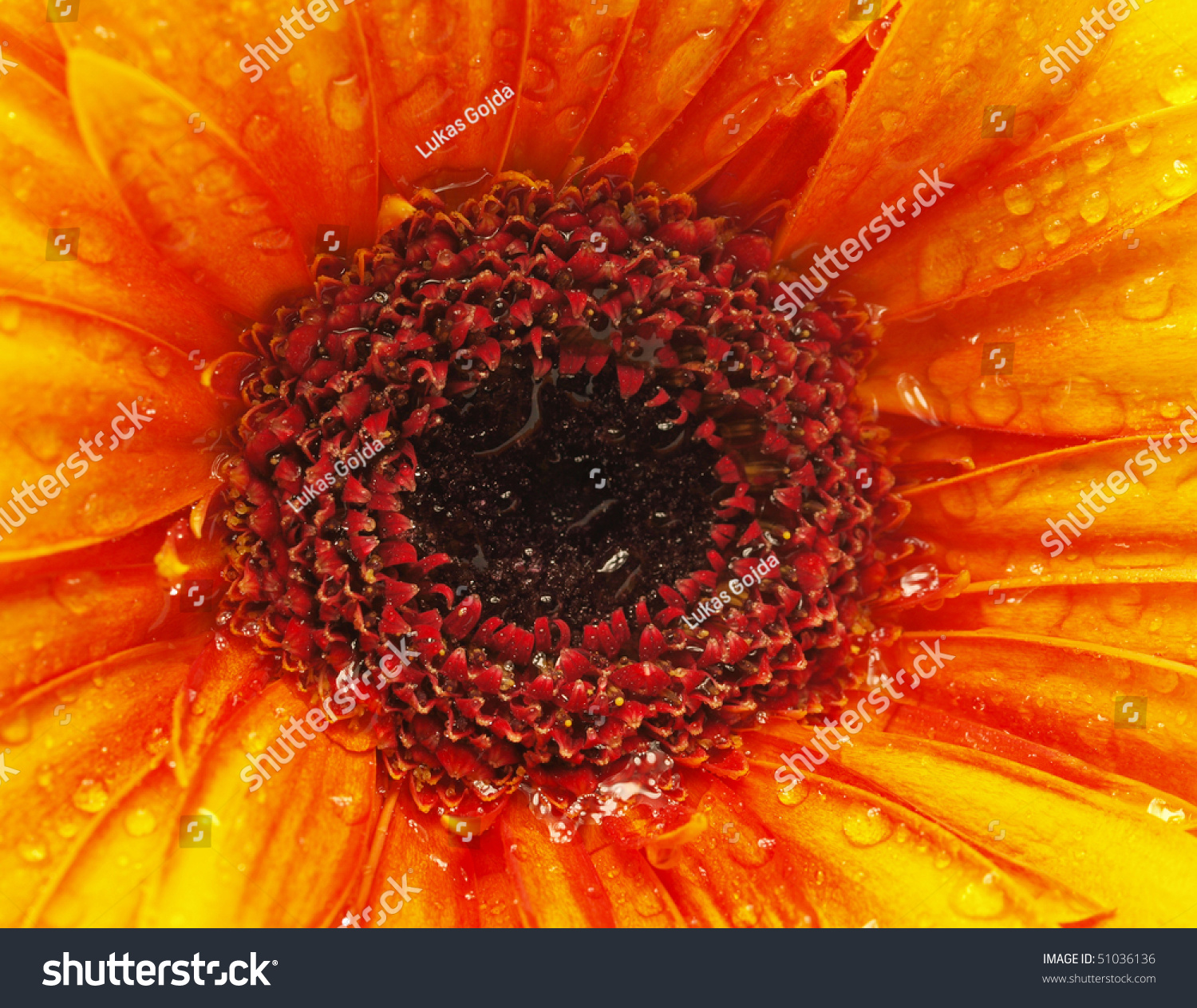 Photo of gerber flower, very close-up #51036136