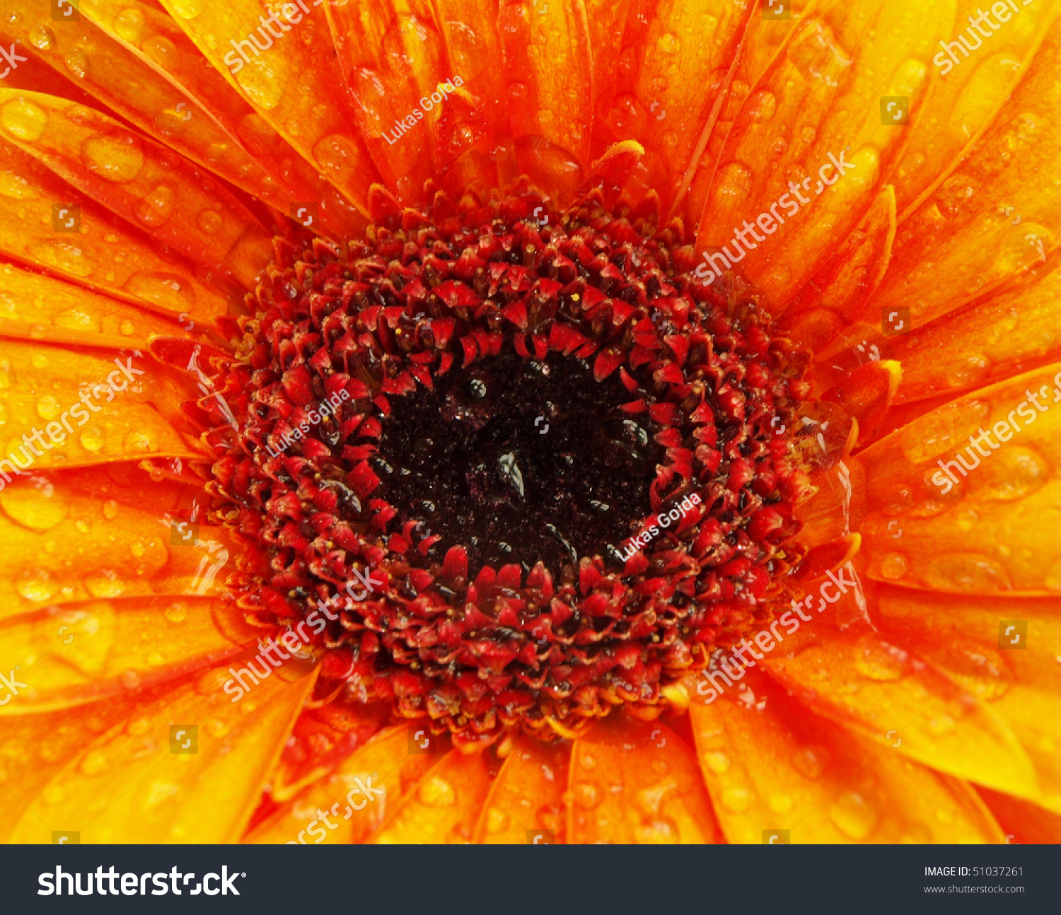 close up of a beautiful gerbera flower #51037261