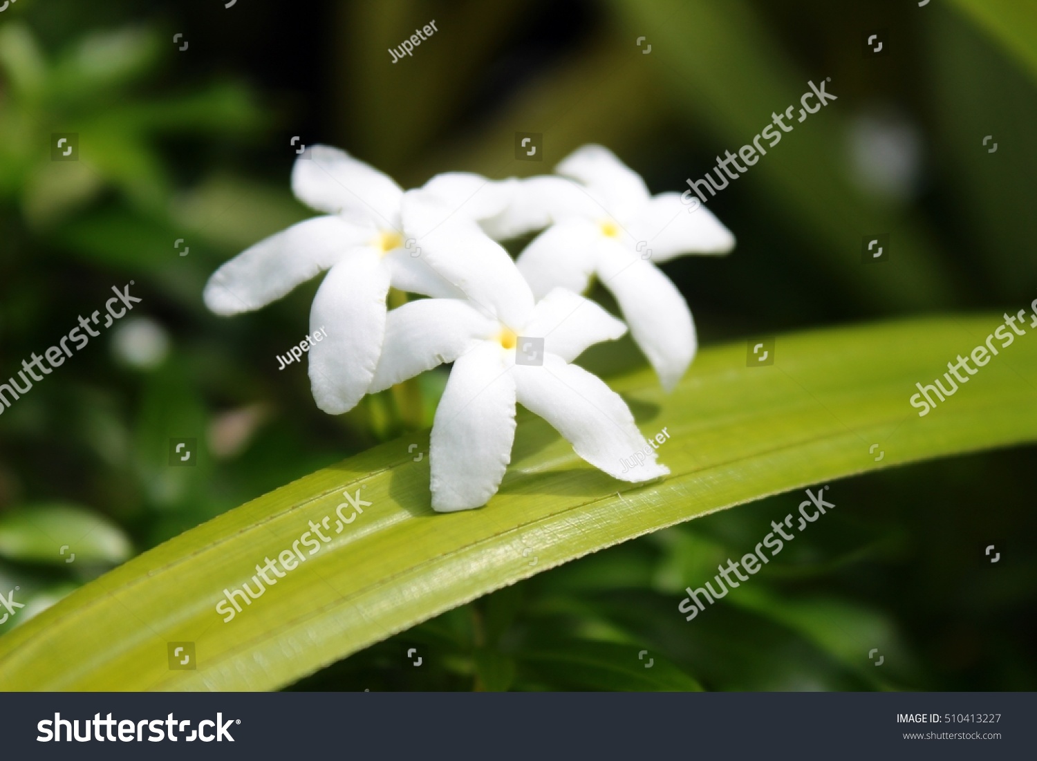 Thai Named Puttaraksa Canna Flower White With Royalty Free Stock Photo 510413227 Avopix Com