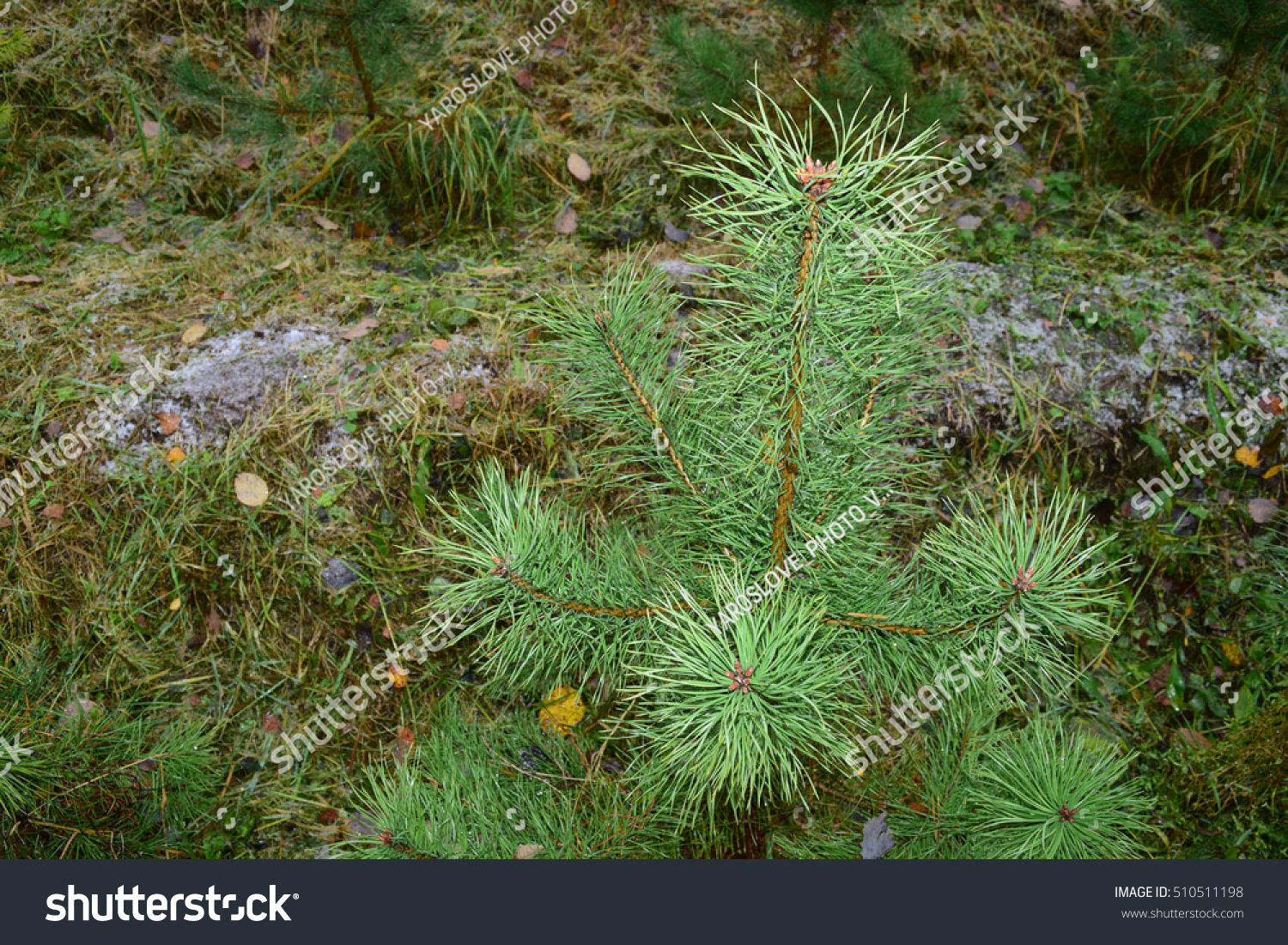 A view of the green small pine trees in the Russian forest #510511198