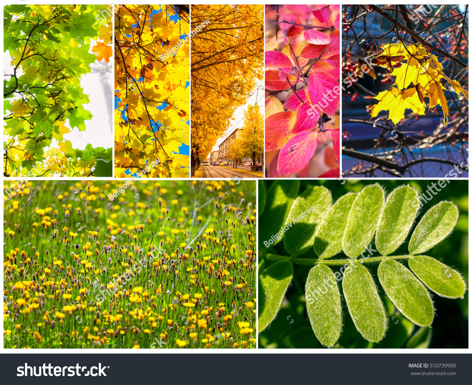 Set of various colorful leaves of trees and plants #510739999