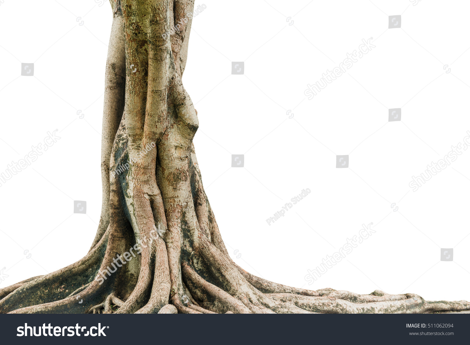 Roots of a tree isolated on white background. This has clipping path. #511062094