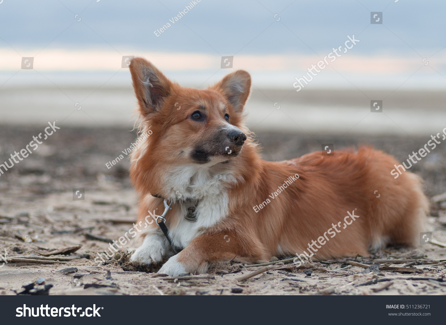 Photo of a dog (breed welsh pembroke corgi fluffy, red colored) lying on the sand on a beach on the sun set, looking on the right side #511236721