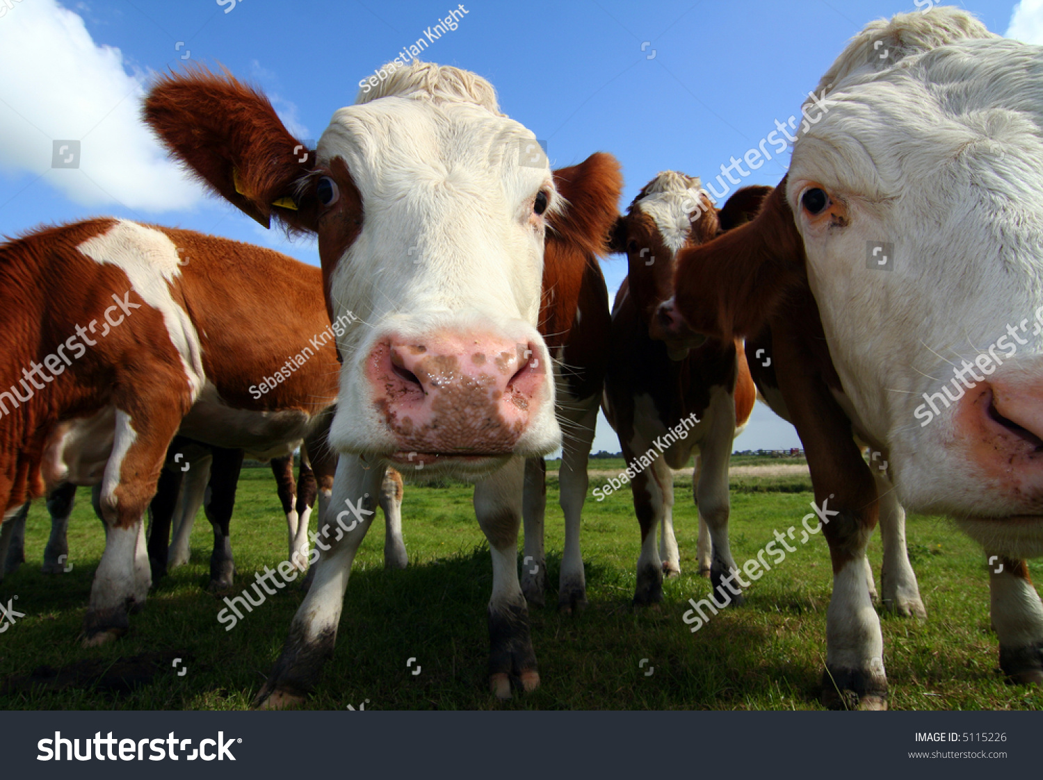 wide-angle shot of cows #5115226
