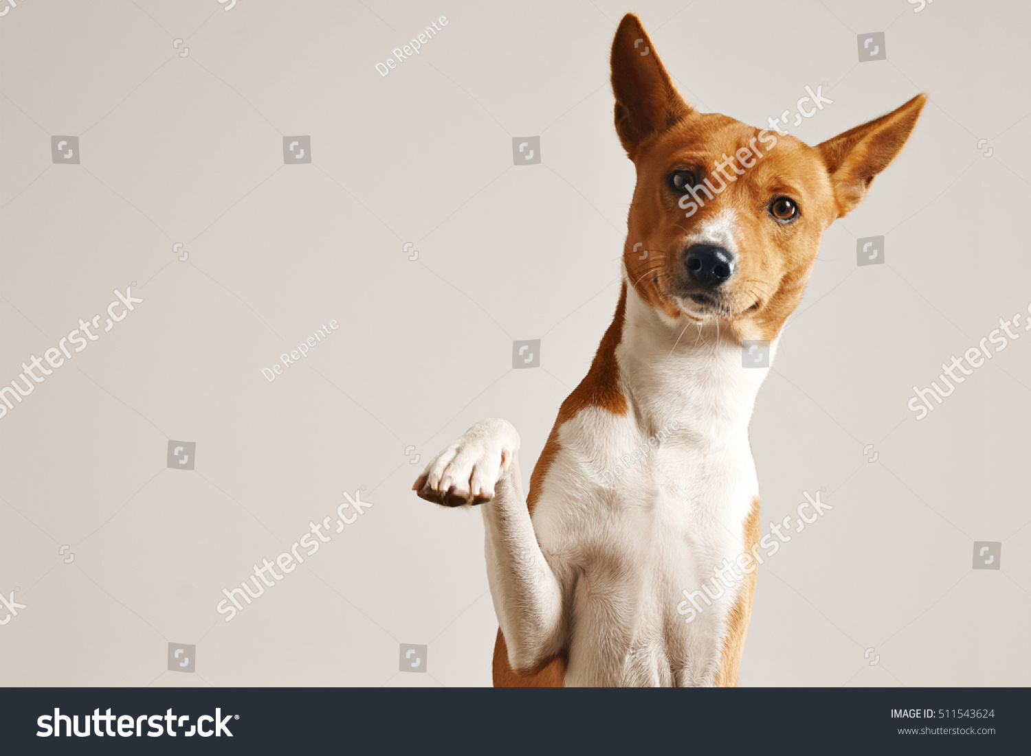 Friendly smart basenji dog giving his paw close up isolated on white #511543624