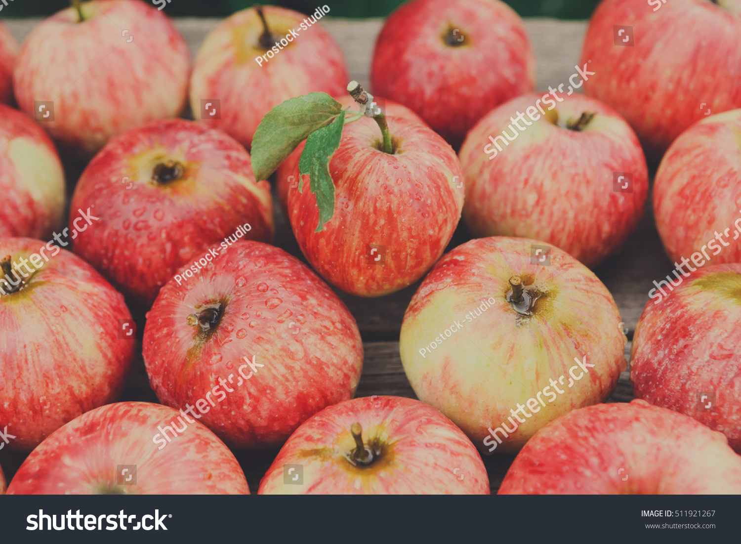 Sweet fresh ripe red apples heap scattered on gray weathered wood closeup, fruit background. Healthy food on table. Fall harvest, farming agricultural concept #511921267