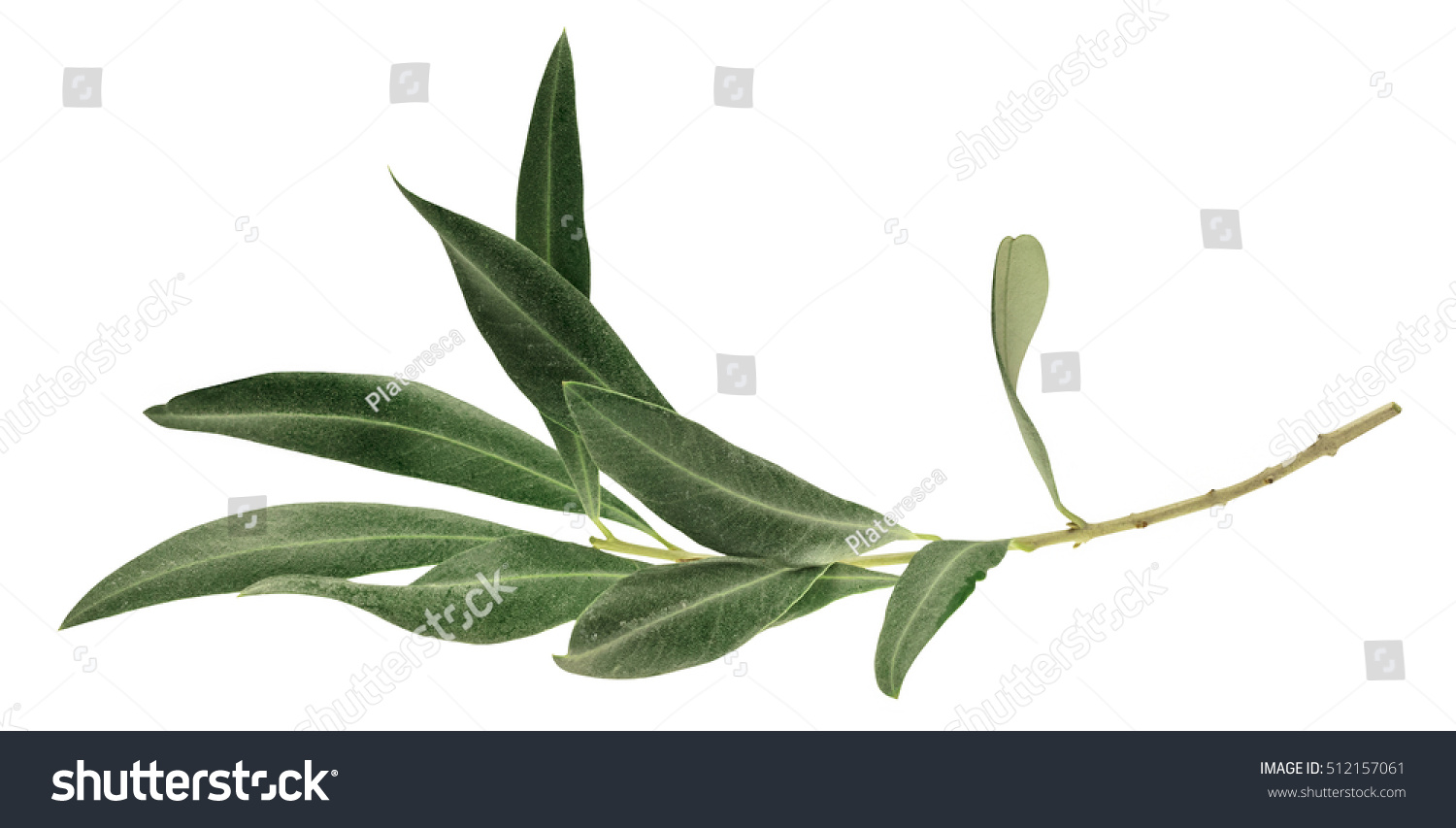 A photo of a green olive branch, isolated on white #512157061