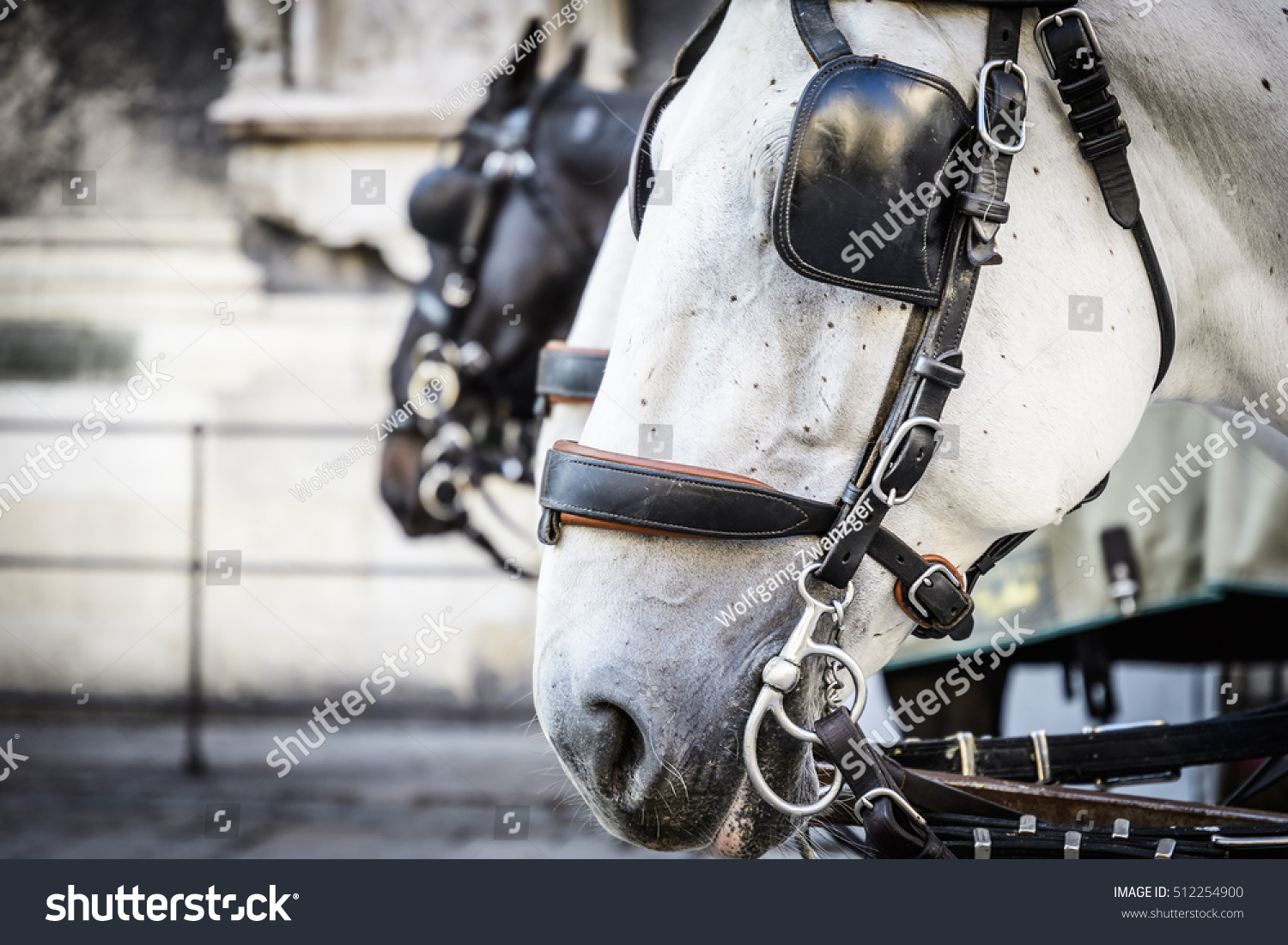 Close up of horse heads of a Fiaker in Vienna, Austria #512254900
