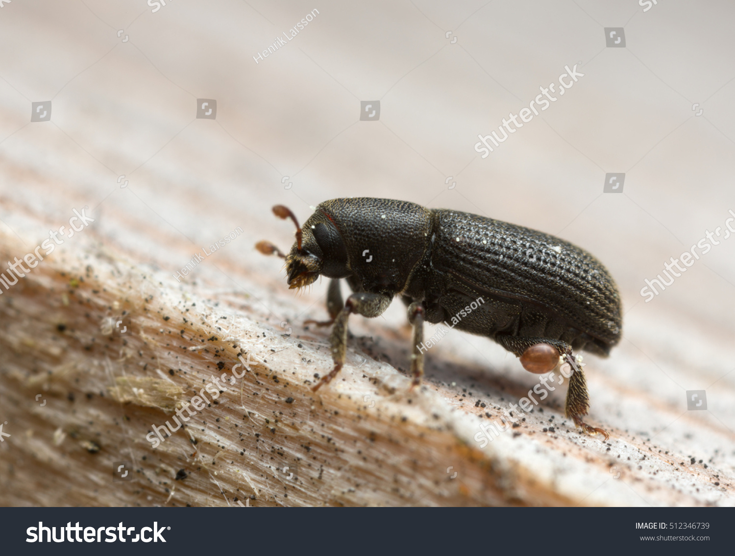 Bark beetle, Hylastes beetle on wood #512346739