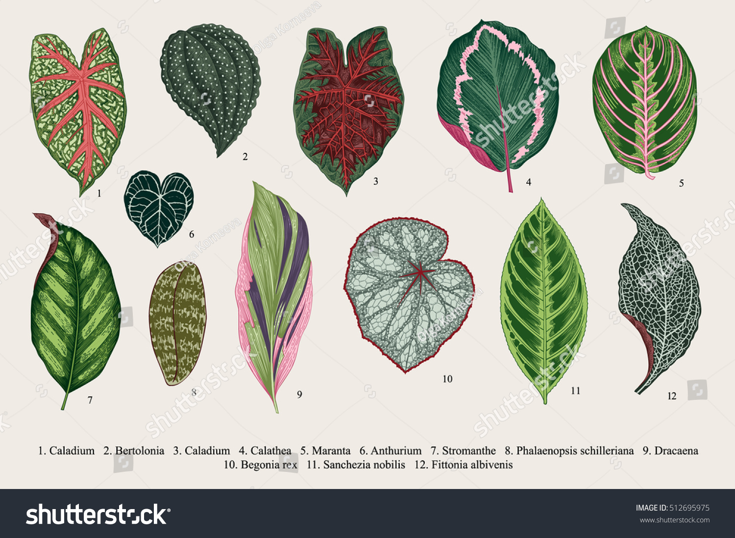 Set leaves. Exotics. Vintage vector botanical illustration. Colorful. #512695975