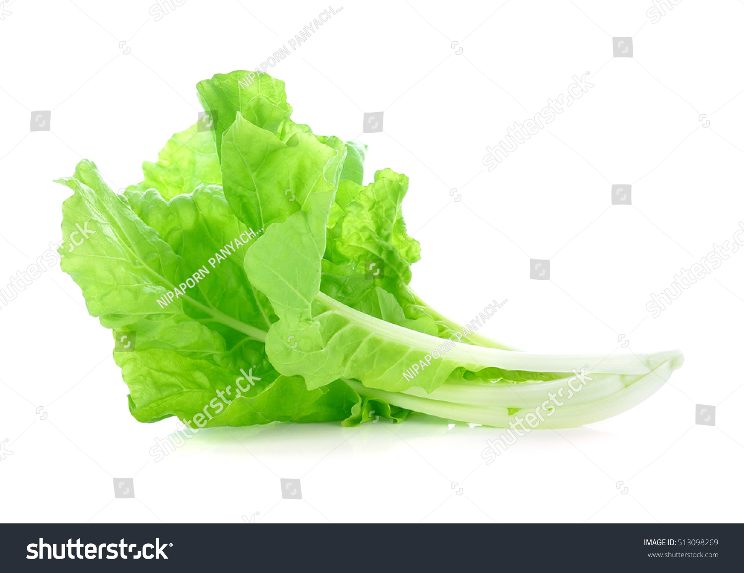 lettuce leaves isolated on white background #513098269