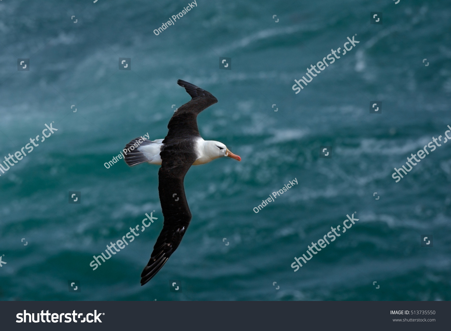 Black-browed albatross, Thalassarche melanophris, with waves in the Atlantic ocean, on the Falkland Islands. Action wildlife scene from the Antarctic nature. #513735550