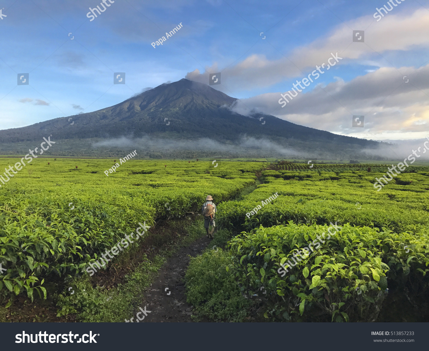 Amazing scenic view of traditional farmer in tea plantation with beautiful volcano mountain in Kerinci ,Indonesia . #513857233