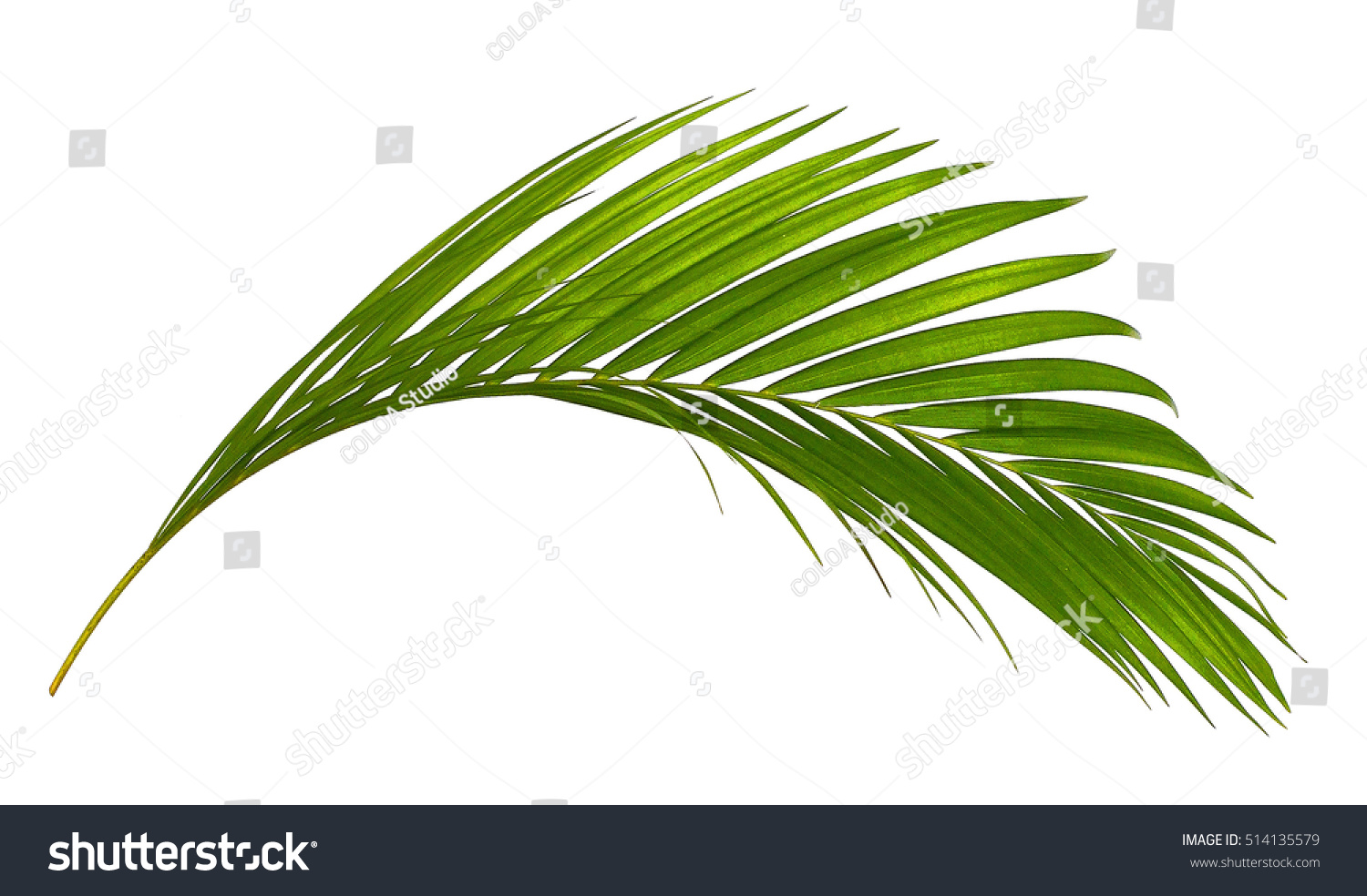 Green leaves of palm tree isolated on white background #514135579
