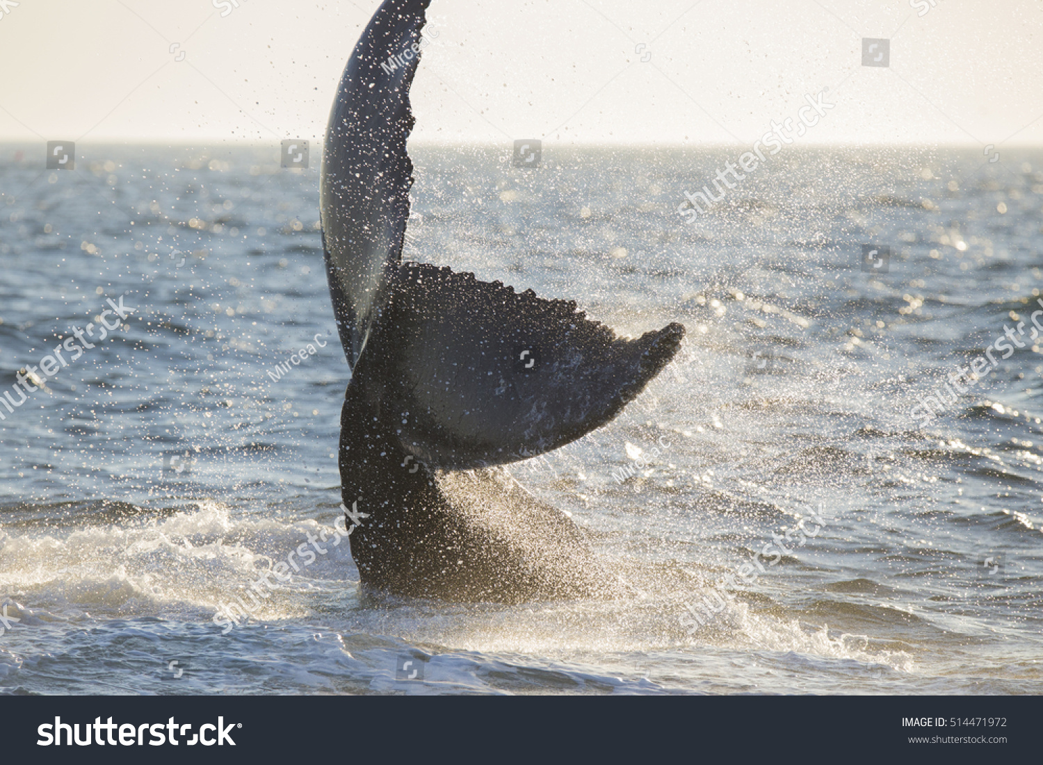 Humpback Whale (Megaptera novaeangliae) Breaching-Cape Cod, Massachusetts #514471972