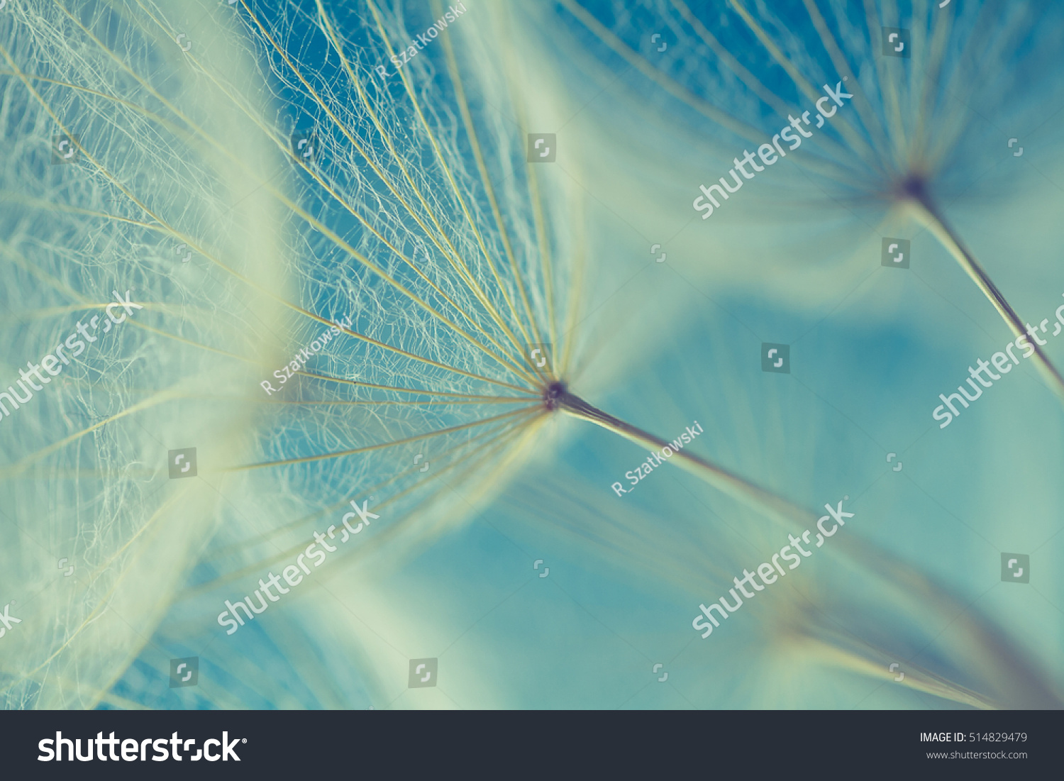 Abstract dandelion flower background, extreme closeup. Big dandelion on natural background. Art photography  #514829479