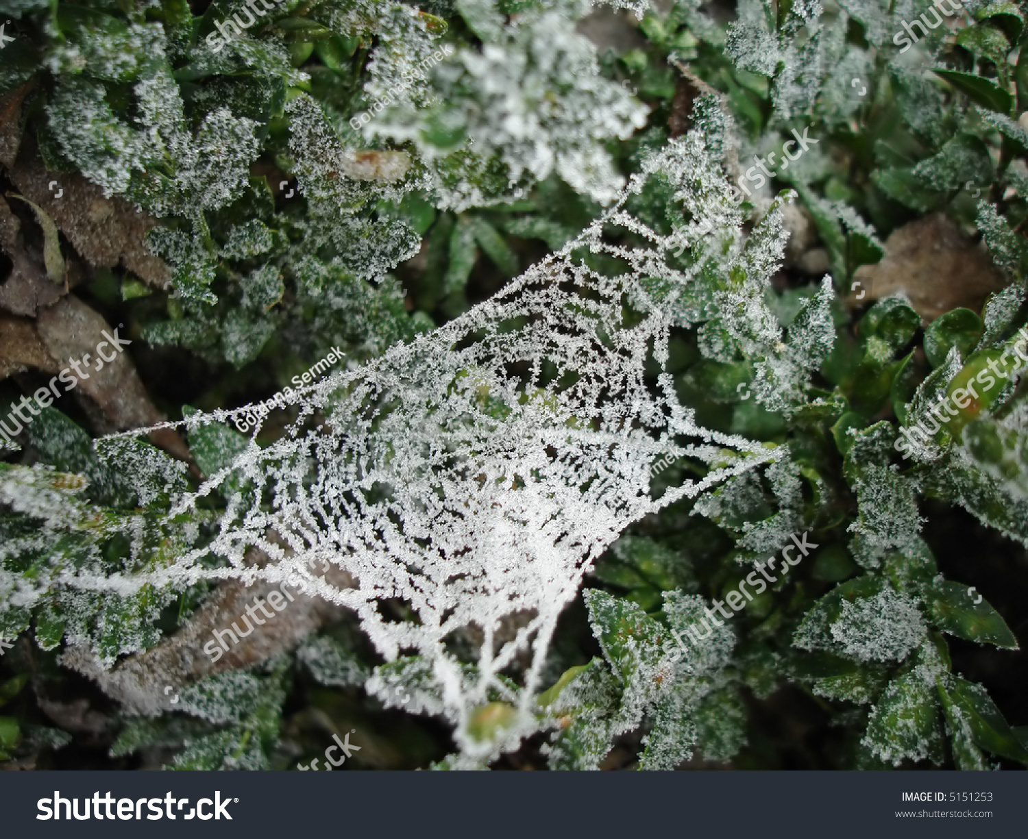 Frost Covered Spiders Web #5151253