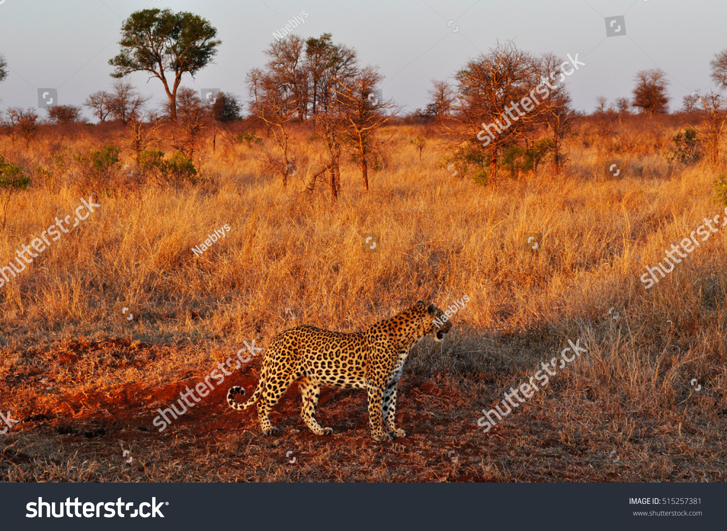 Safari in South Africa, 09/28/2009: african leopard at sunset in a grassland of Kruger National Park, one of the largest game reserves in Africa since 1898, South Africa's first national park in 1926 #515257381